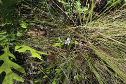 Dyschoriste oblongifolia (Michx.) Kuntze的圖片