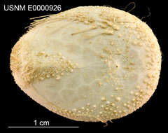 Image of Pycnolampas oviformis A. Agassiz & H. L. Clark 1907