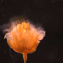 Imagem de Turpinia paniculata Vent.