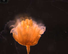 Image of Turpinia paniculata Vent.