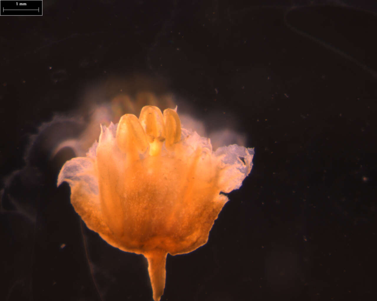 Image of Turpinia paniculata Vent.