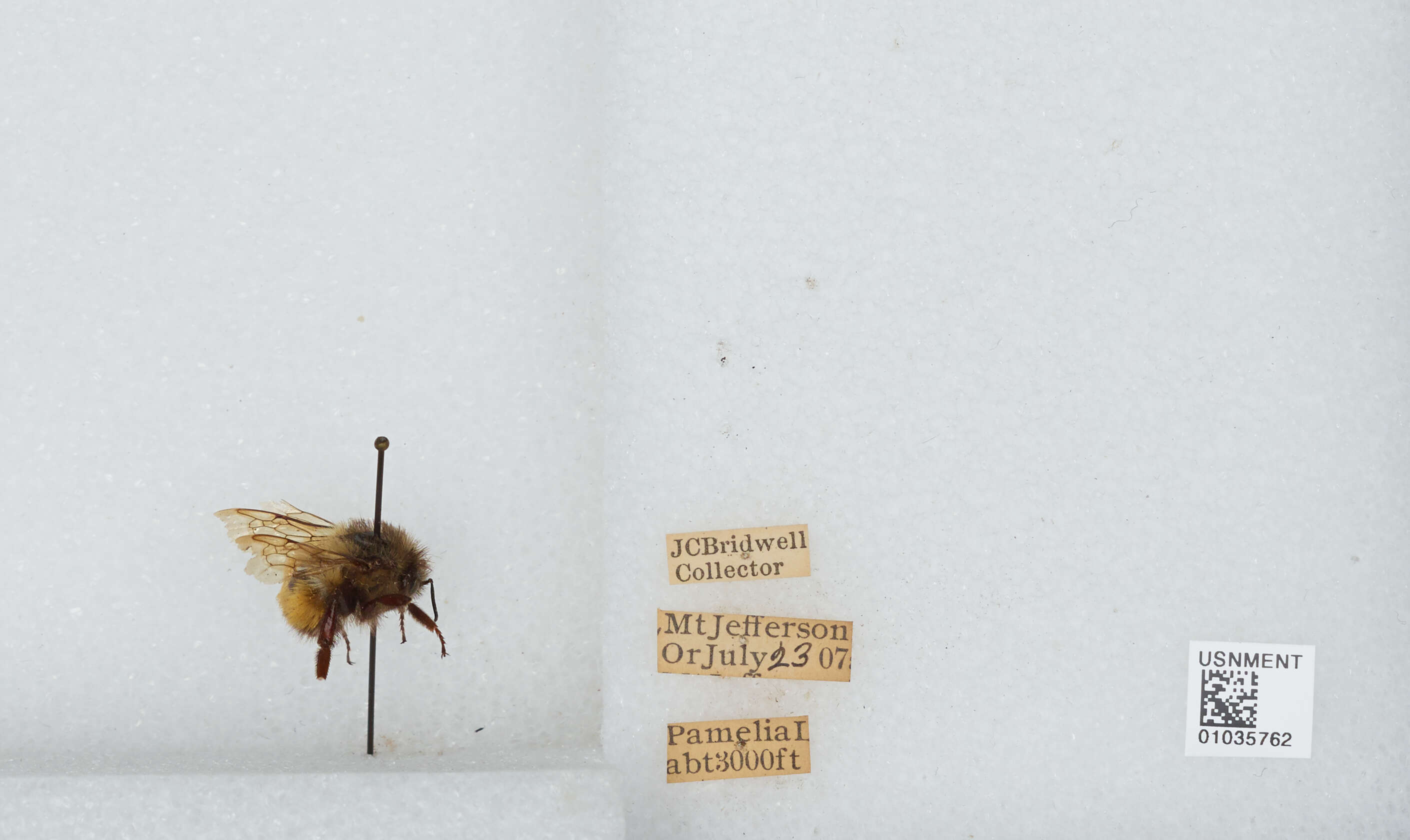 Image of Black Tail Bumble Bee