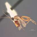 Image of Orgilus momphae Muesebeck 1970