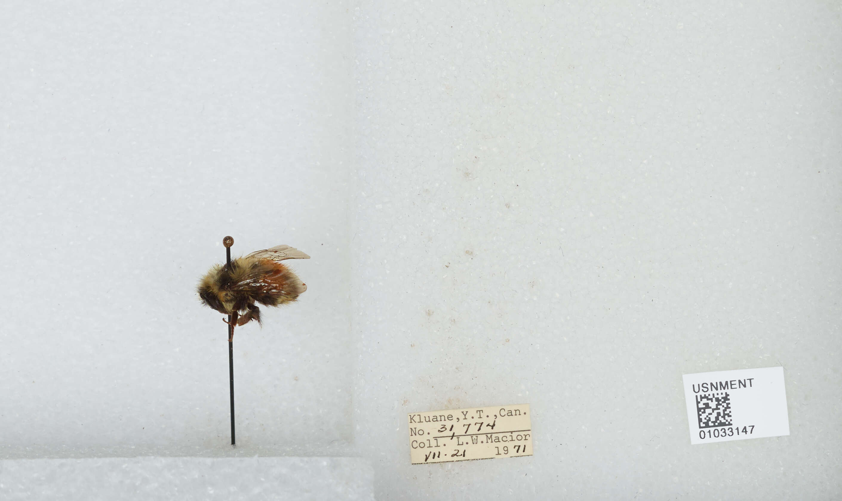 Image de Bombus sylvicola Kirby 1837