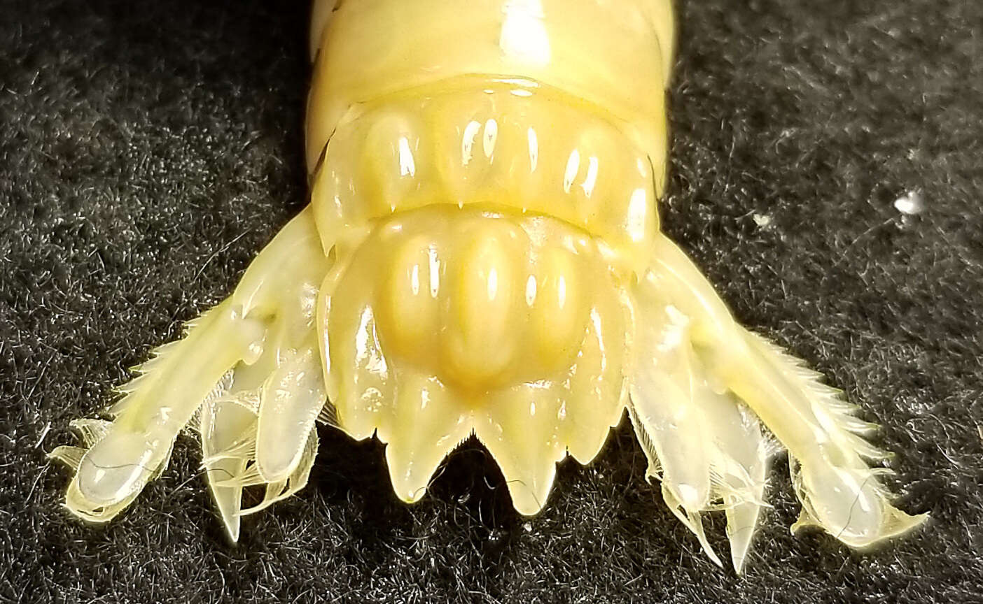 Sivun <i>Gonodactylus botti</i> kuva