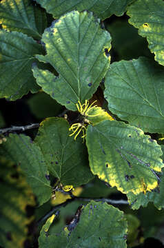 Image of American witchhazel