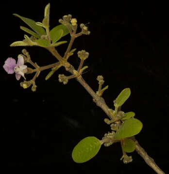 Image of Vitex mollis Kunth