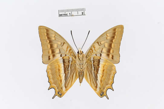 Charaxes alticola Grünberg 1912的圖片