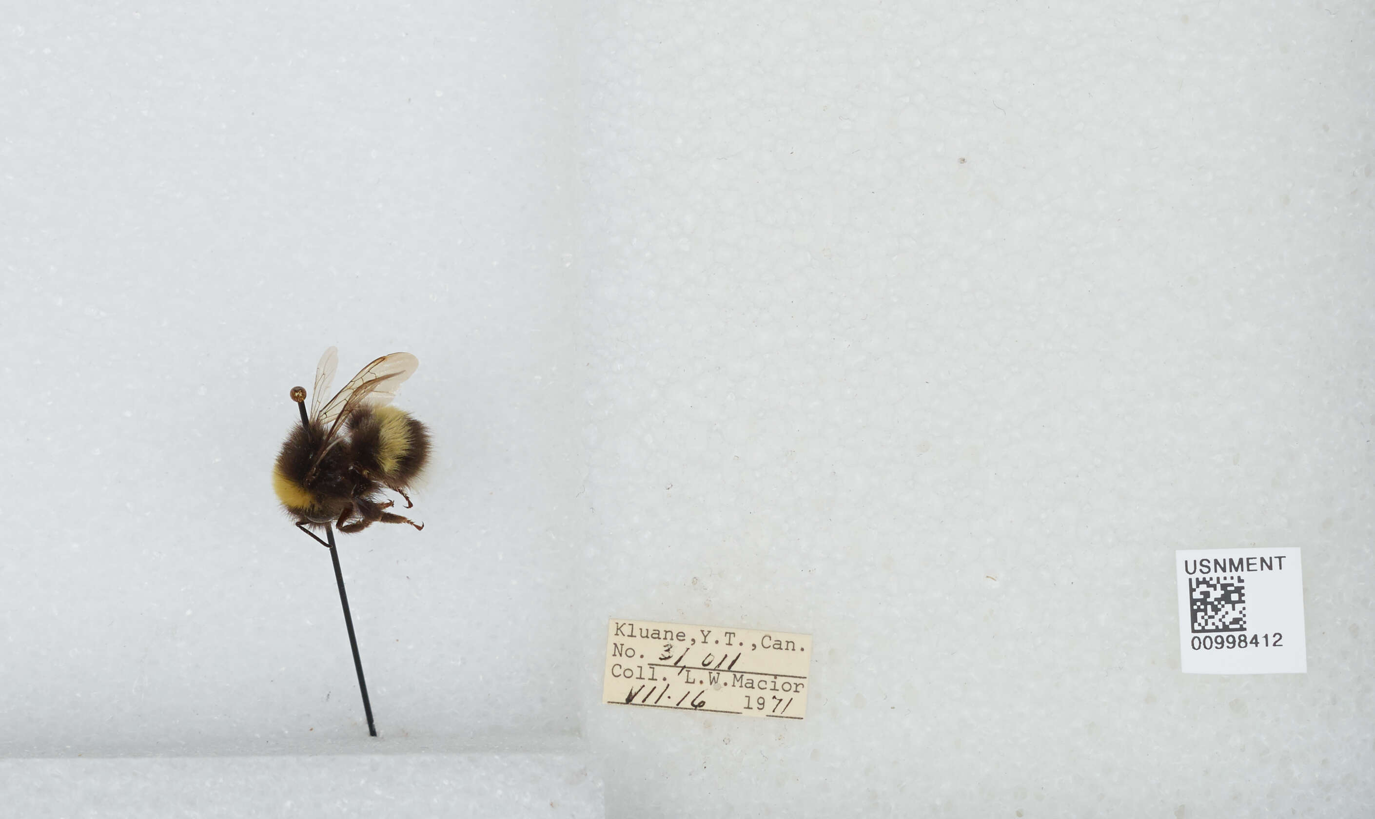 Image of White-tailed bumblebee