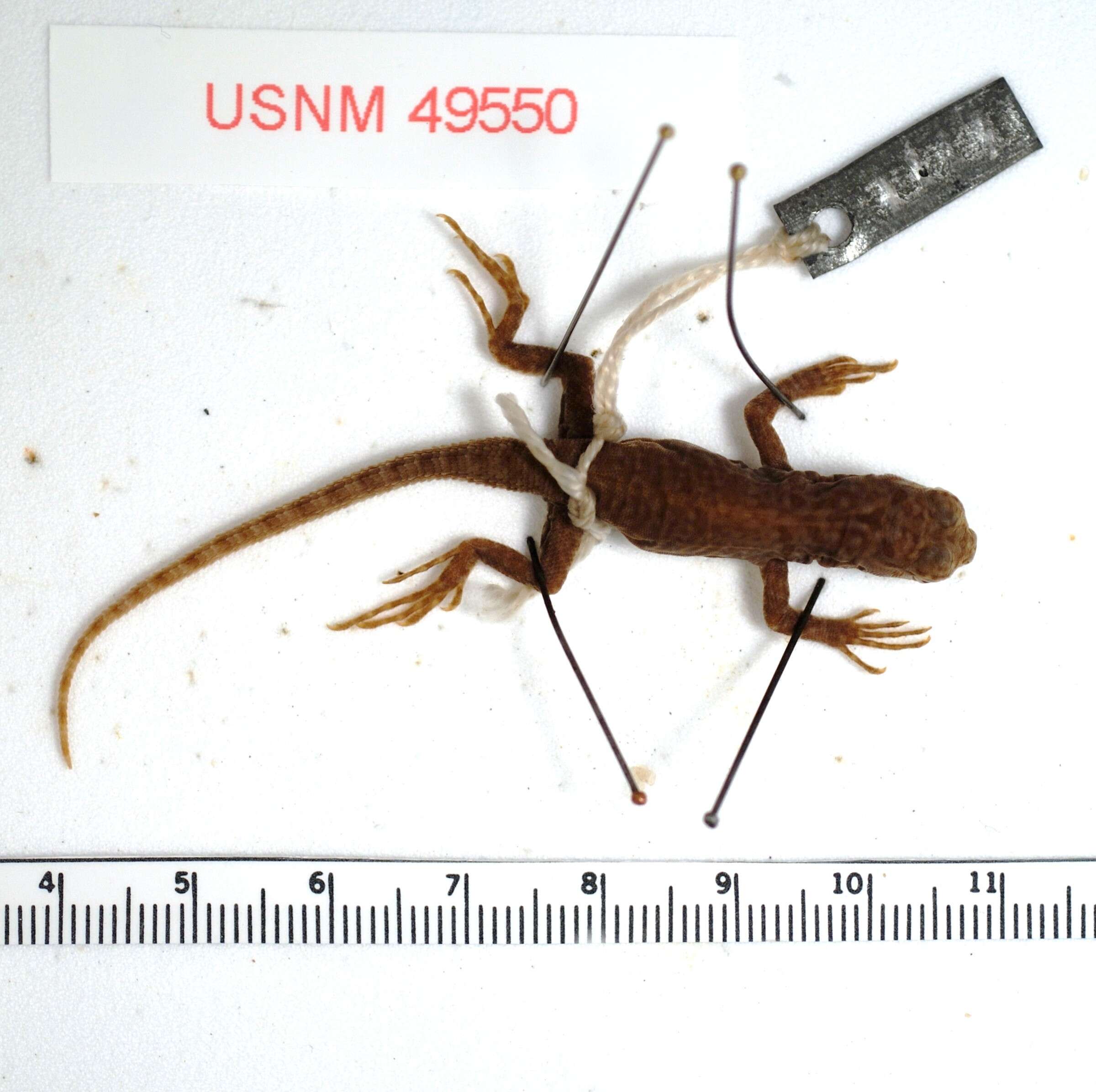 Image of Spiny Whorltail Iguana