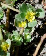 Image of common purslane