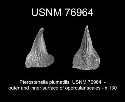 Image of Pterostenella plumatilis (Milne Edwards 1857)