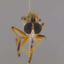 صورة Orophotus pilosus Scarbrough 2004