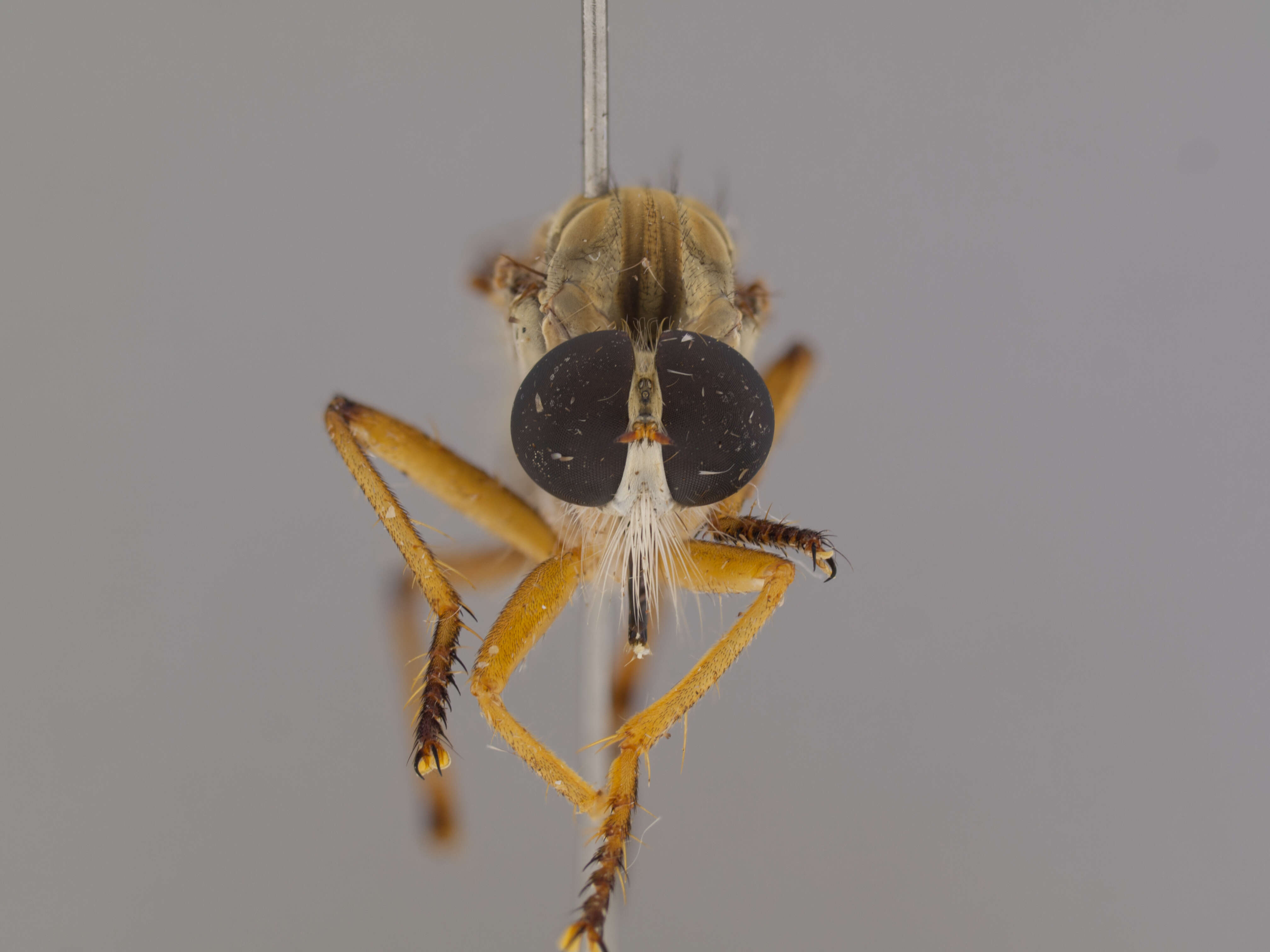 Image of Orophotus pilosus Scarbrough 2004