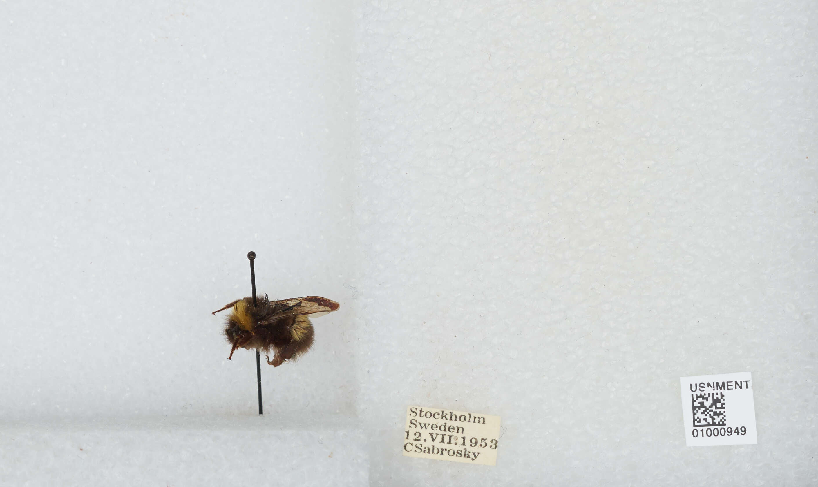 Image of White-tailed bumblebee