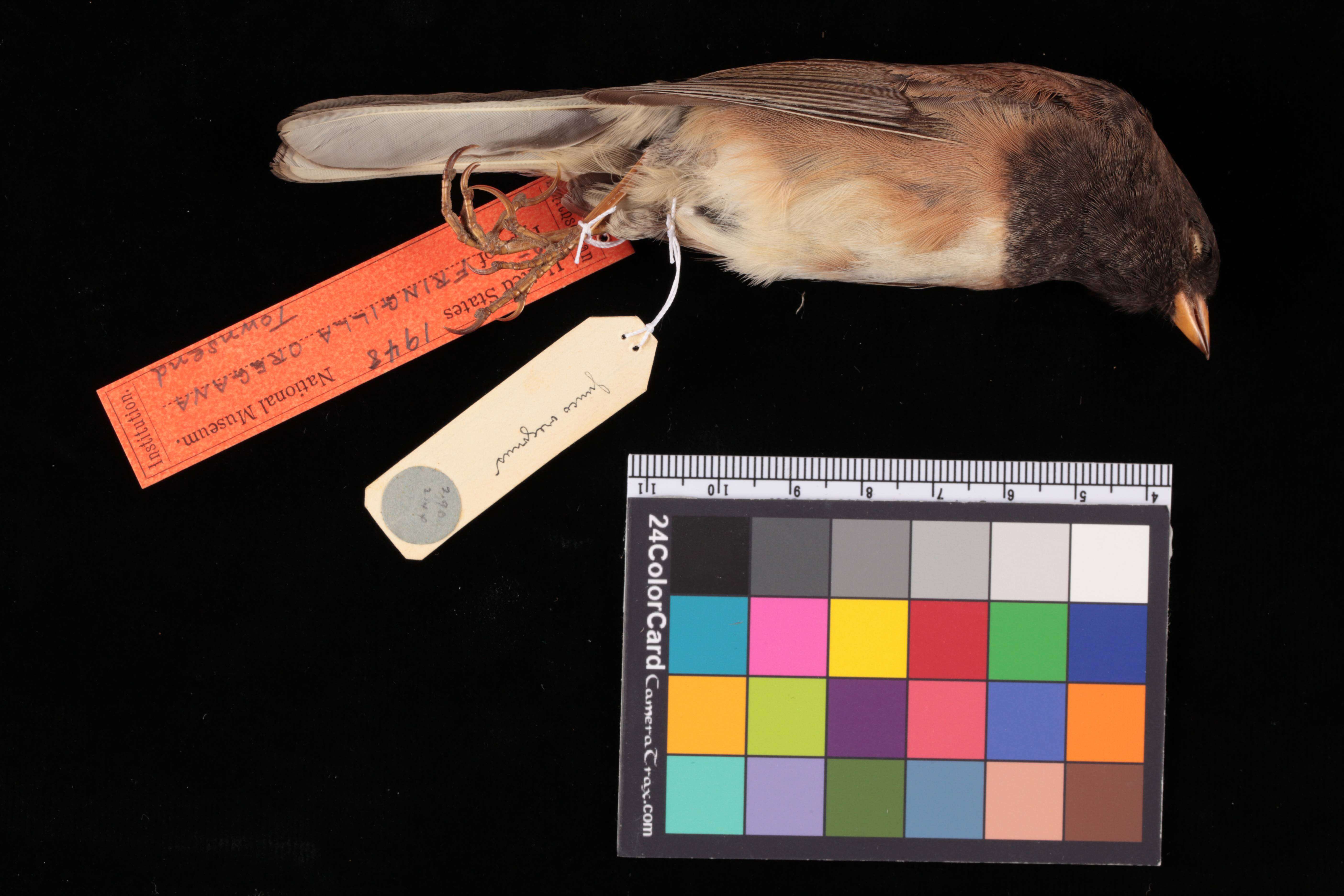 Image of Junco hyemalis oreganus (Townsend & JK 1837)