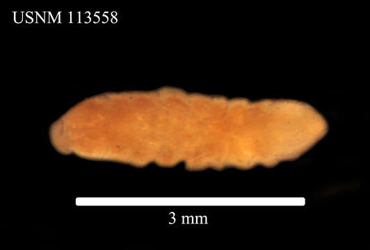 Image de Joeropsis intermedius Nordenstam 1933