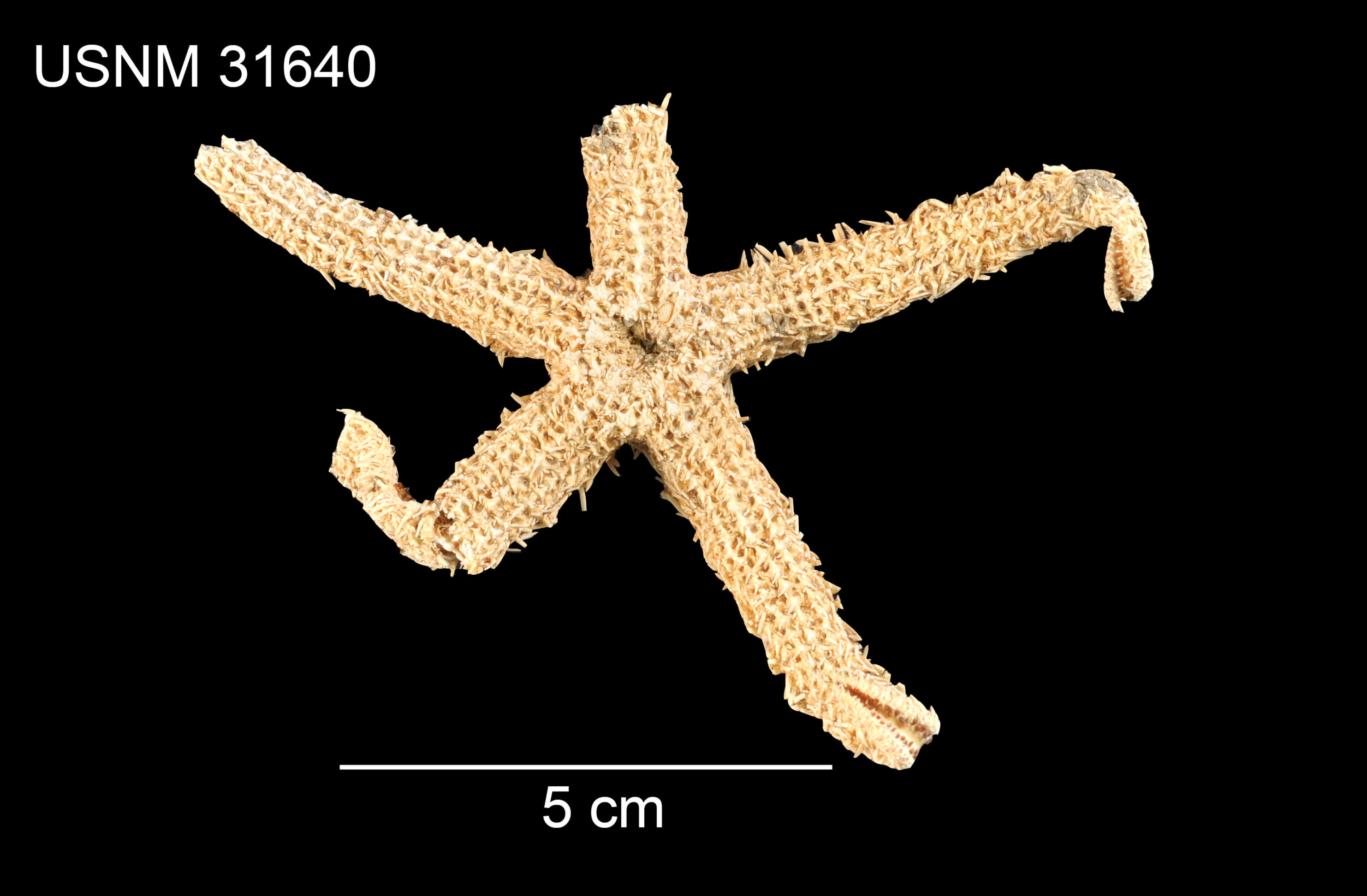 Image of Myxoderma platyacanthum (H. L. Clark 1913)