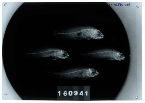 صورة Amblygobius sphynx (Valenciennes 1837)