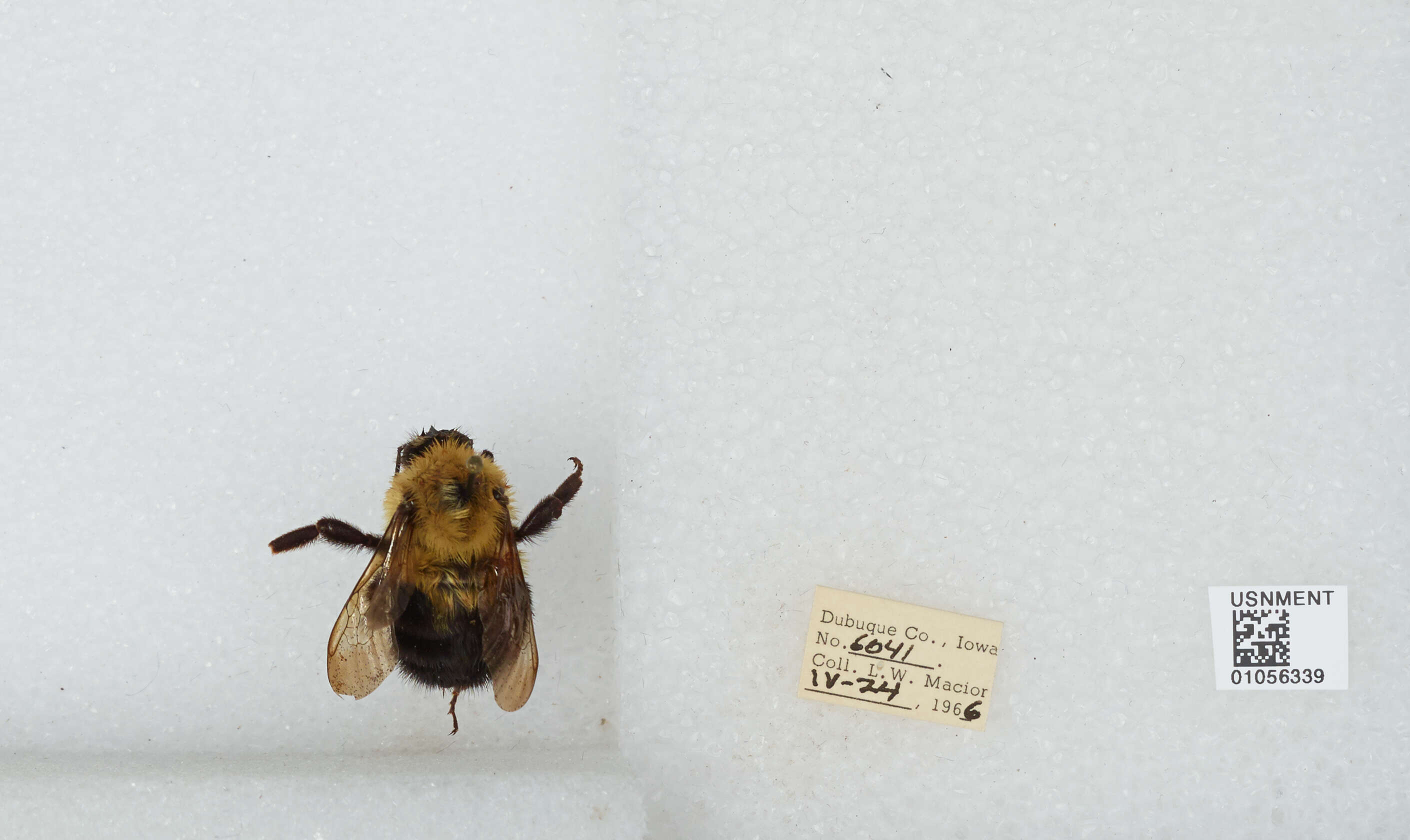 Image of Two-spotted Bumblebee