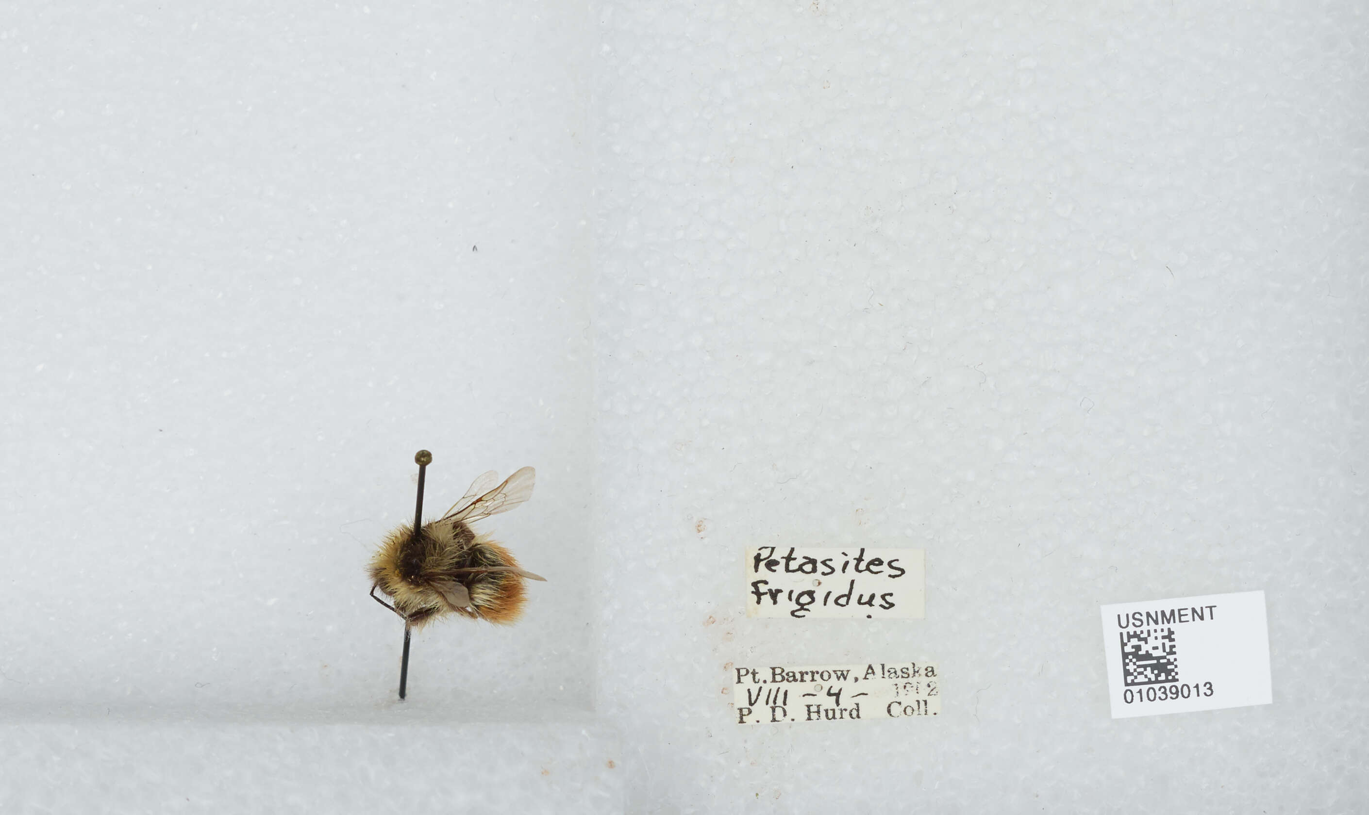 Image de Bombus sylvicola Kirby 1837