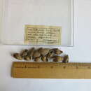 Sivun Lithasia lima (Conrad 1834) kuva