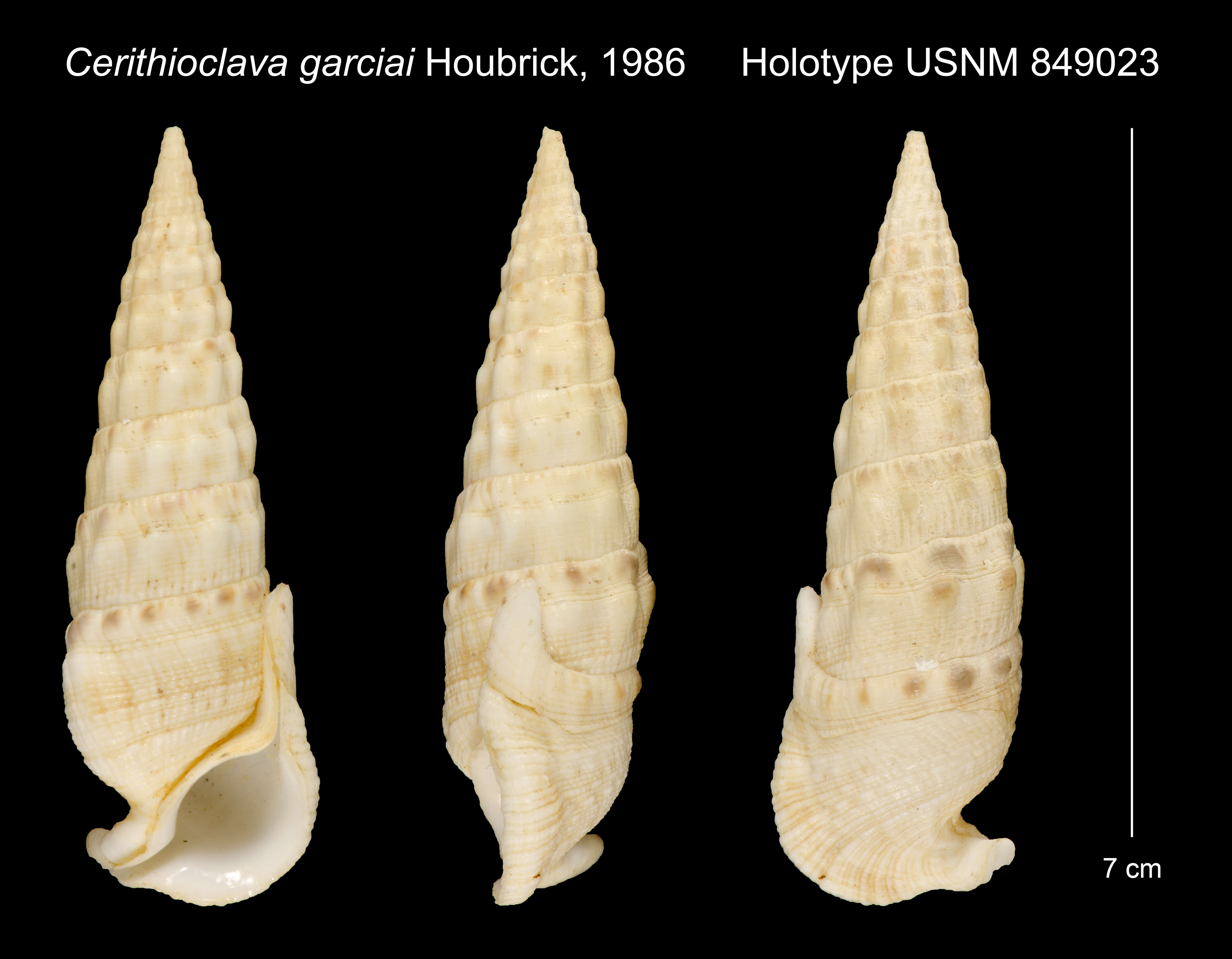 Image of Cerithioclava Olsson & Harbison 1953