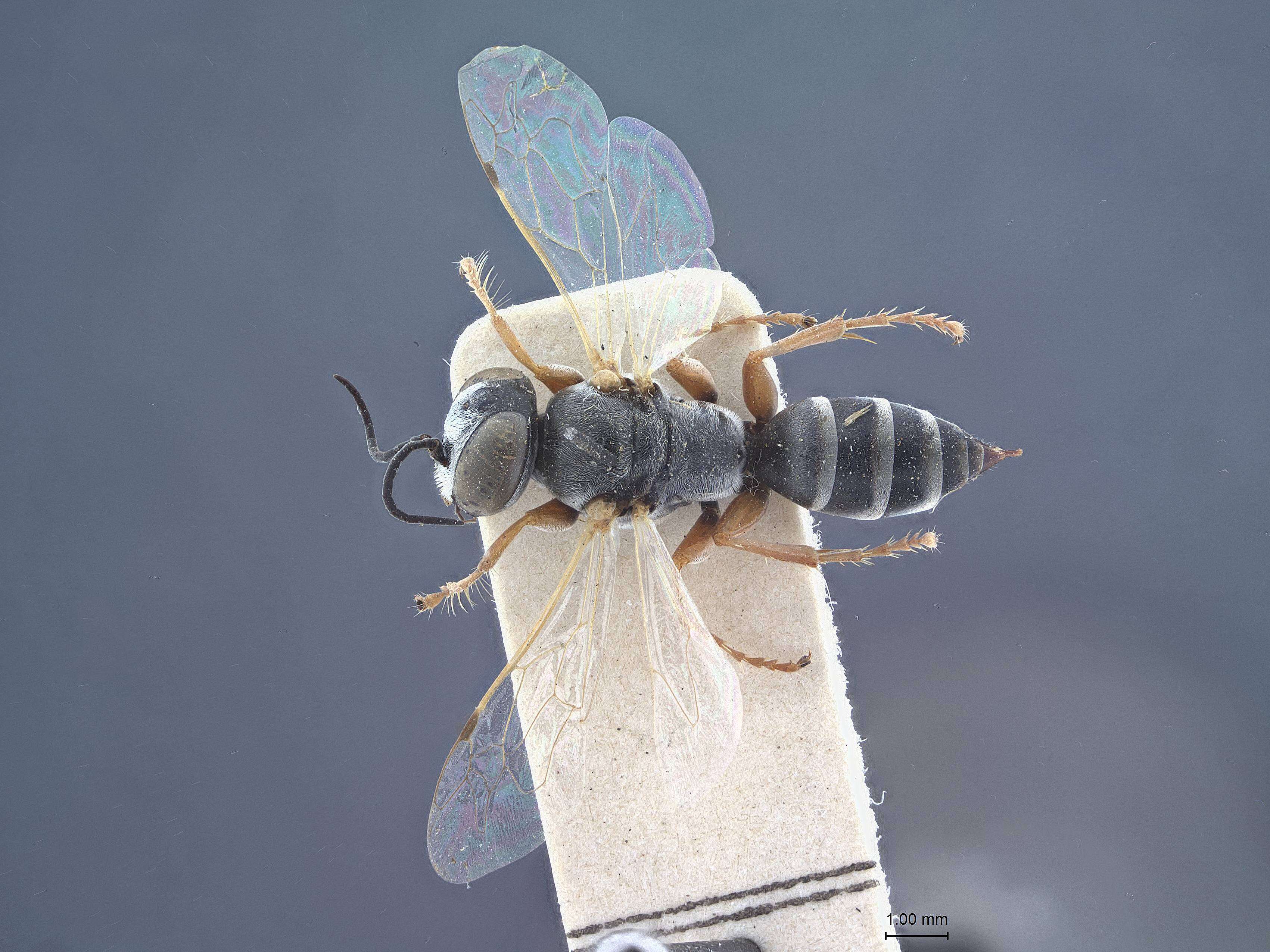 Image of Tachysphex pseudofasciatus Pulawski 2007