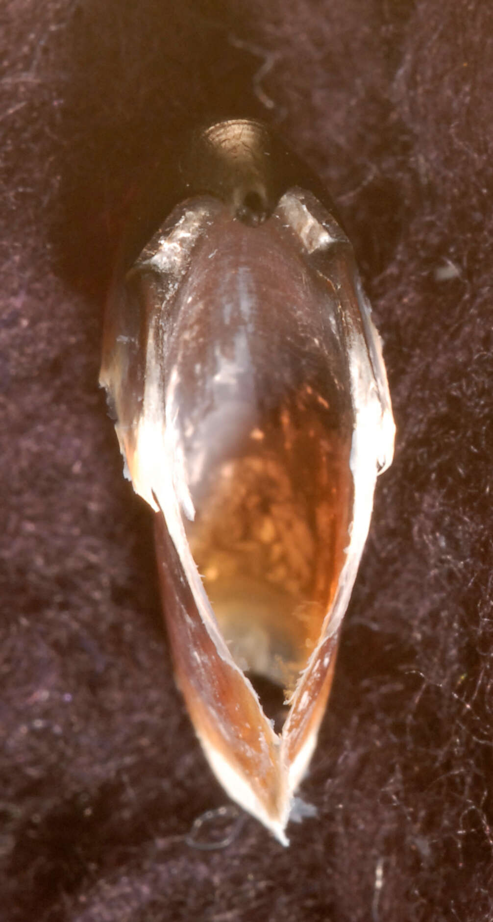 Image of Atlantic bird squid