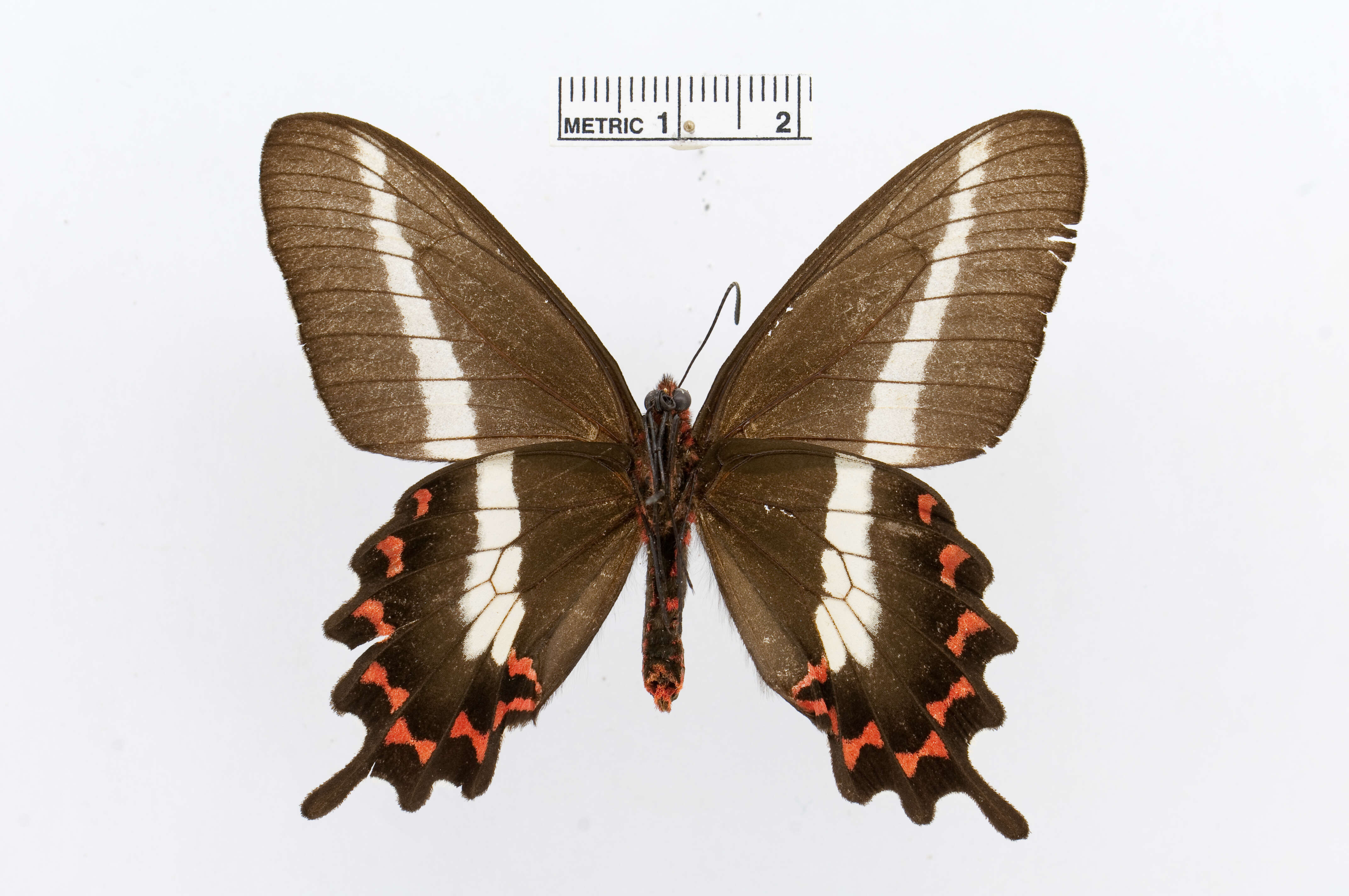 Image of Parides bunichus (Hübner 1821)