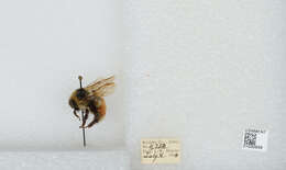 Image de Bombus sylvicola Kirby 1837