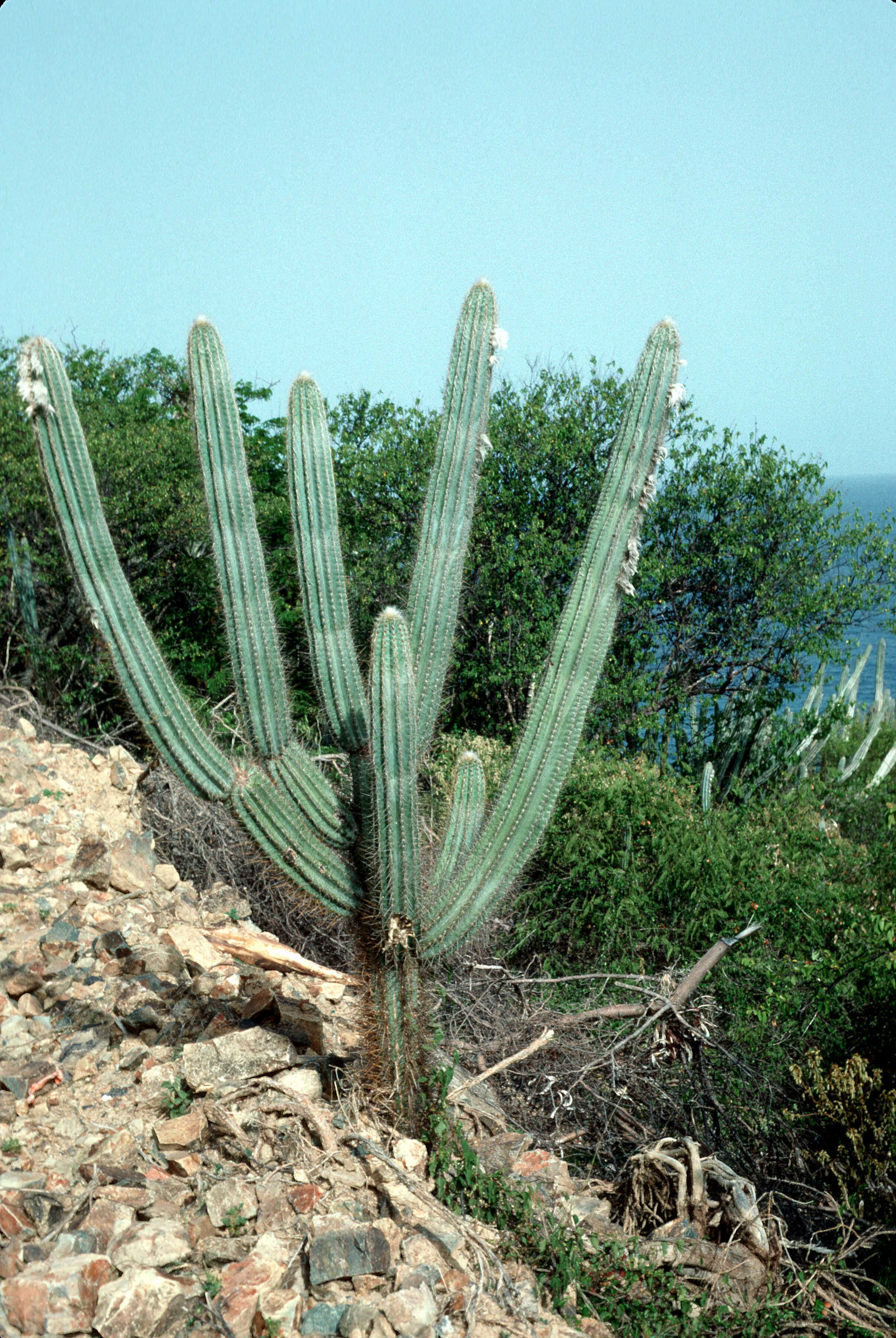 Image of Royen's Tree Cactus