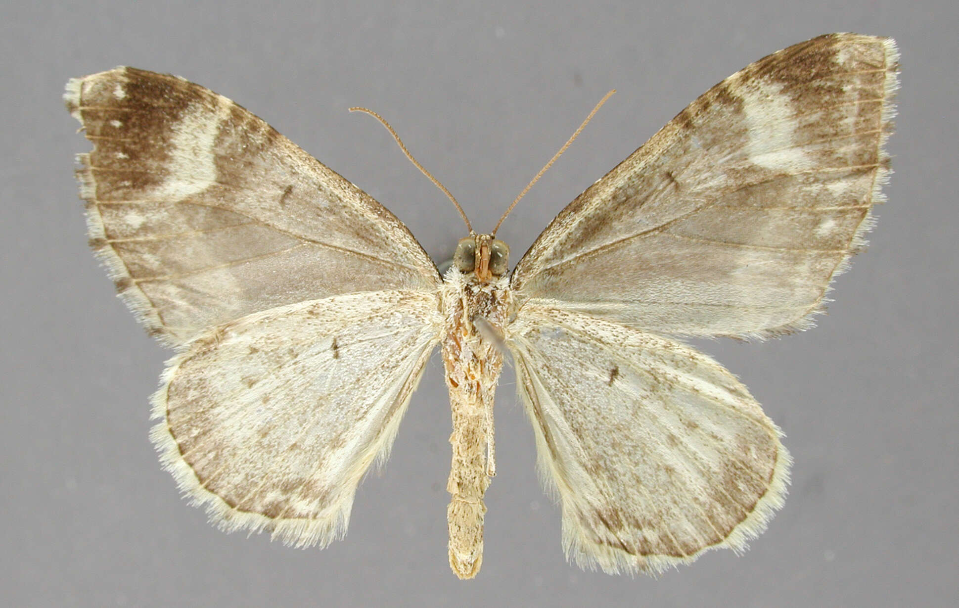 Image of Hammaptera nigrata Dognin 1916