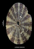 Image of Fissurella maxima G. B. Sowerby I 1834