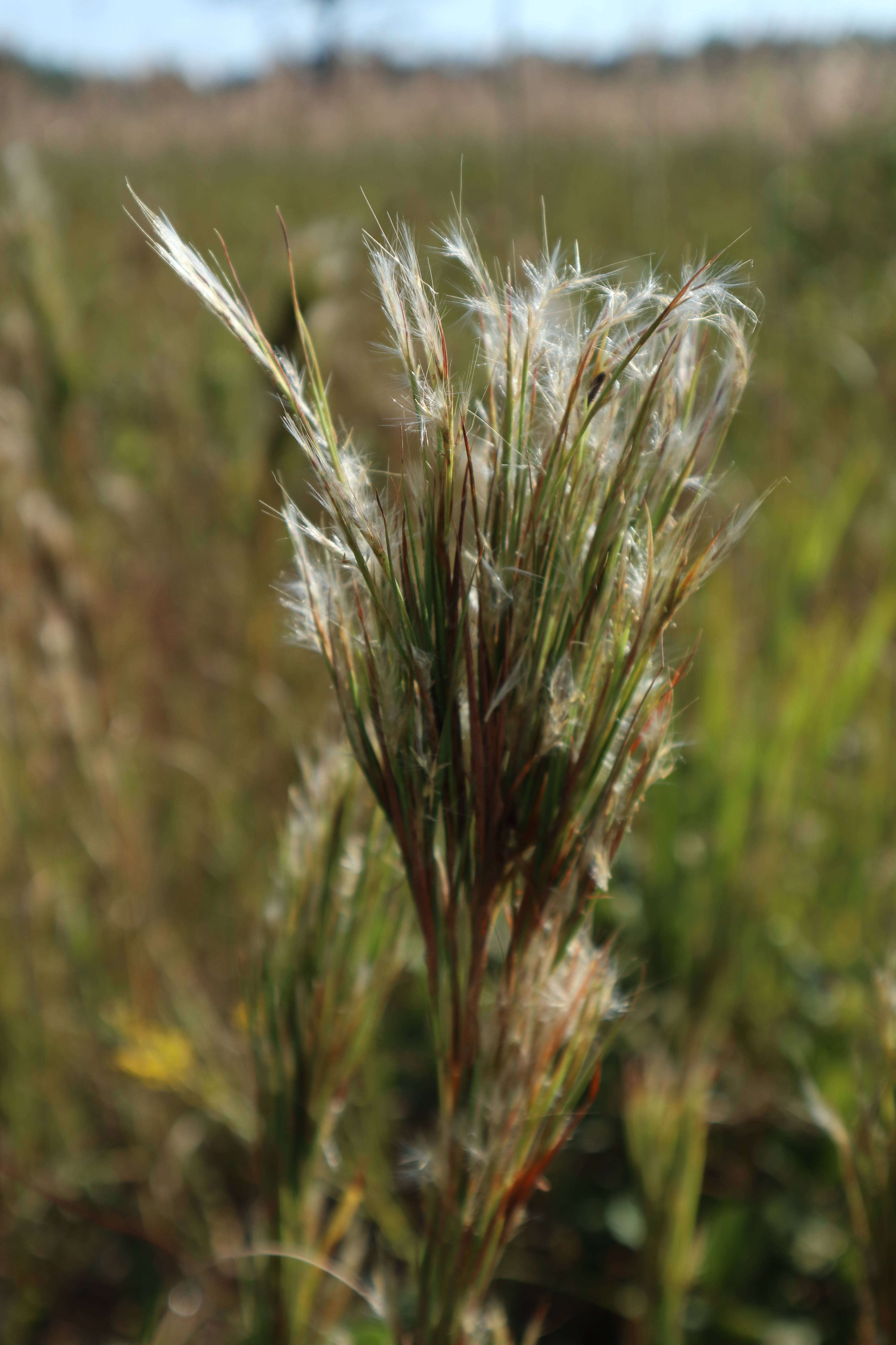 Imagem de Andropogon glomeratus var. glomeratus