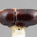 صورة Corthylus electinus Wood 2007