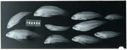 صورة Plesiops corallicola Bleeker 1853