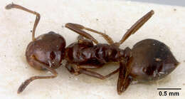 Image of Crematogaster vandermeermohri Menozzi 1930