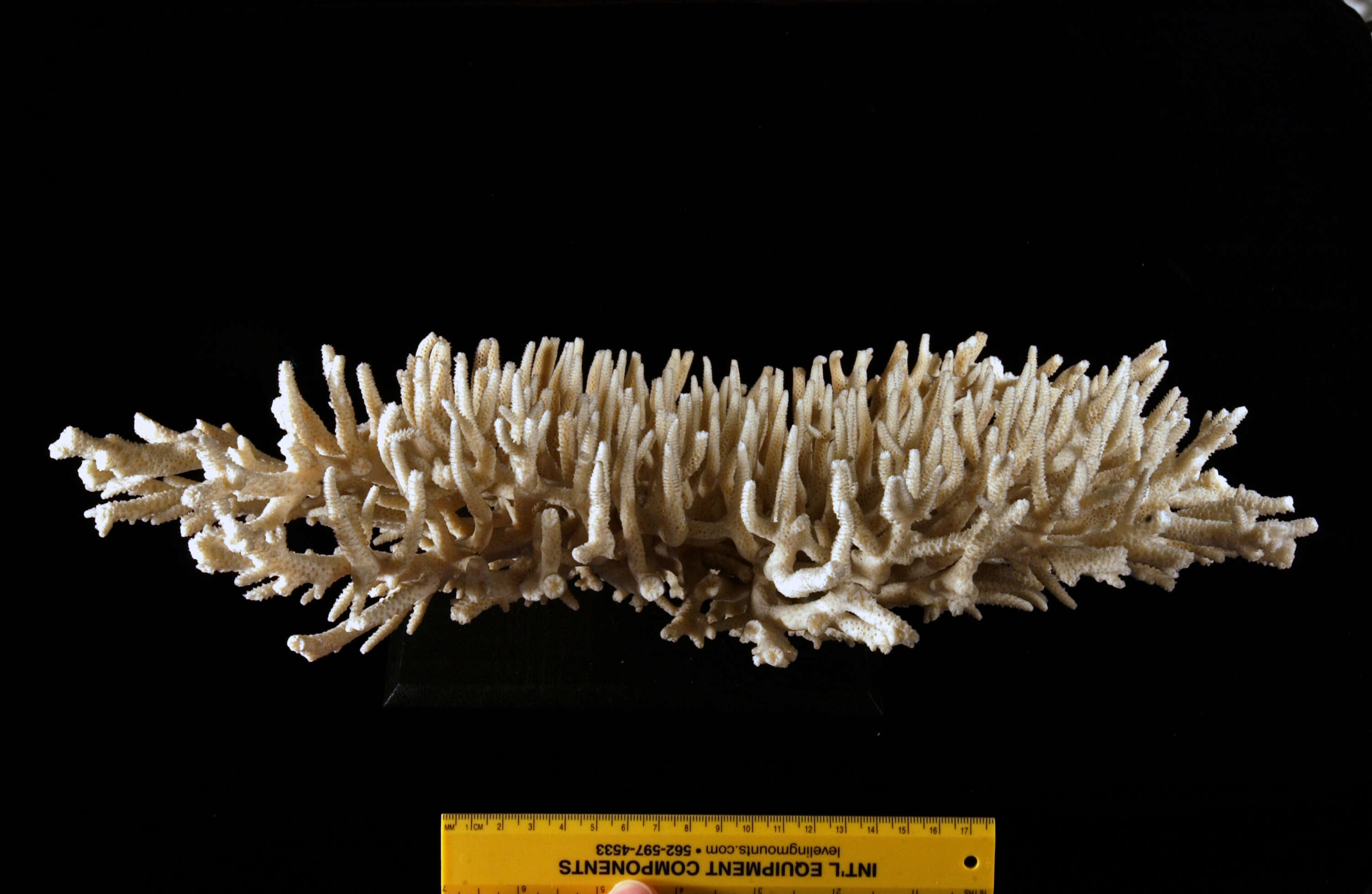 Image de Acropora subulata (Dana 1846)