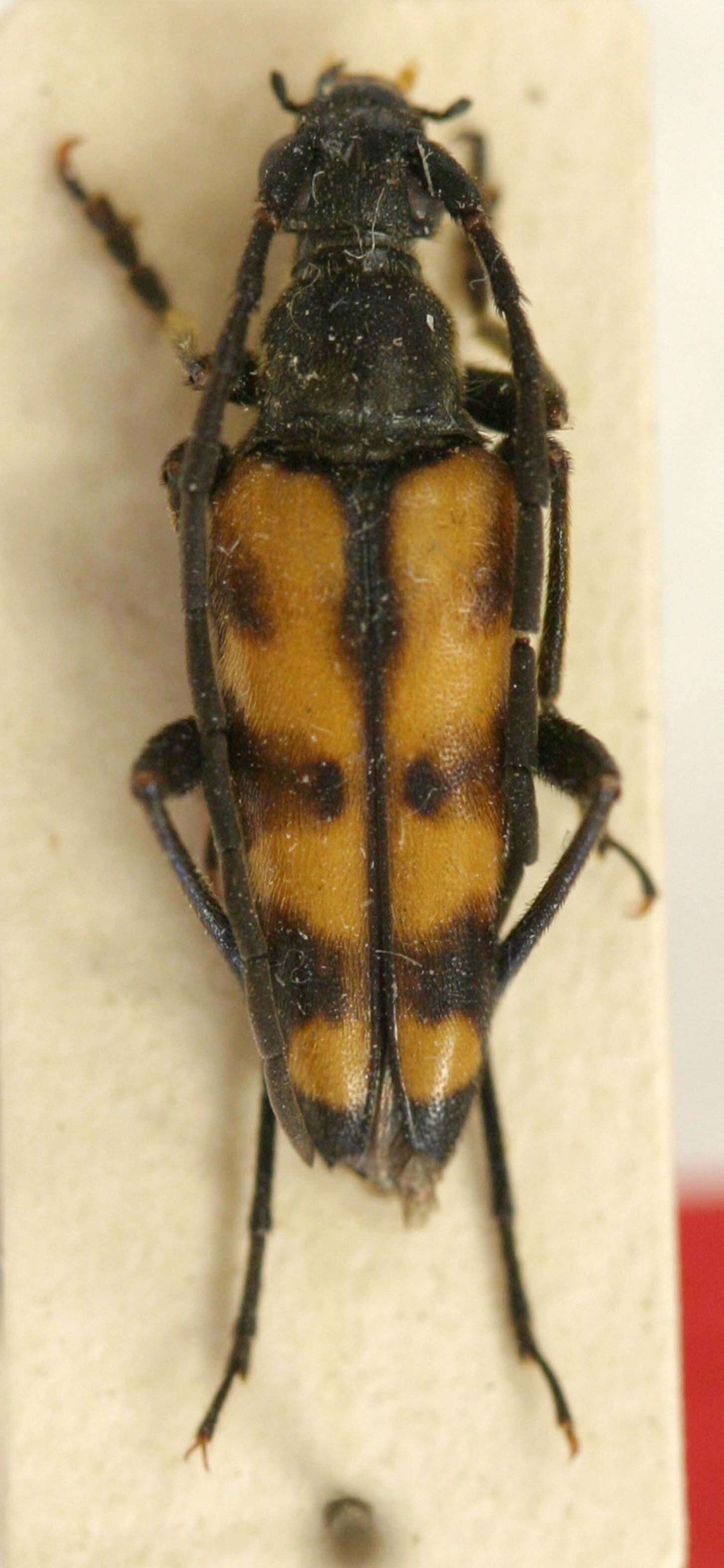 Image of Leptura quadrifasciata Linné 1758