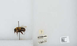 صورة Bombus norvegicus (Sparre-Schneider 1918)