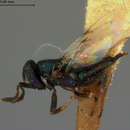 صورة Epiencyrtus thyreodontis (Ashmead 1898)