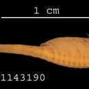 Image of Streptocephalus torvicornis (Waga 1842)