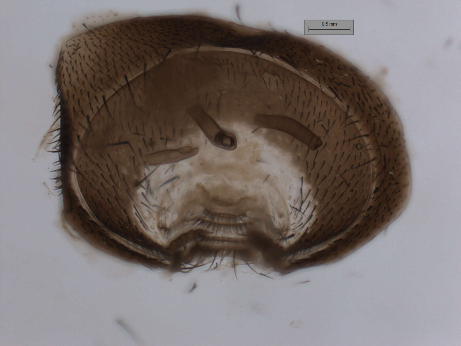 Image of Phumosia promittens (Walker 1859)