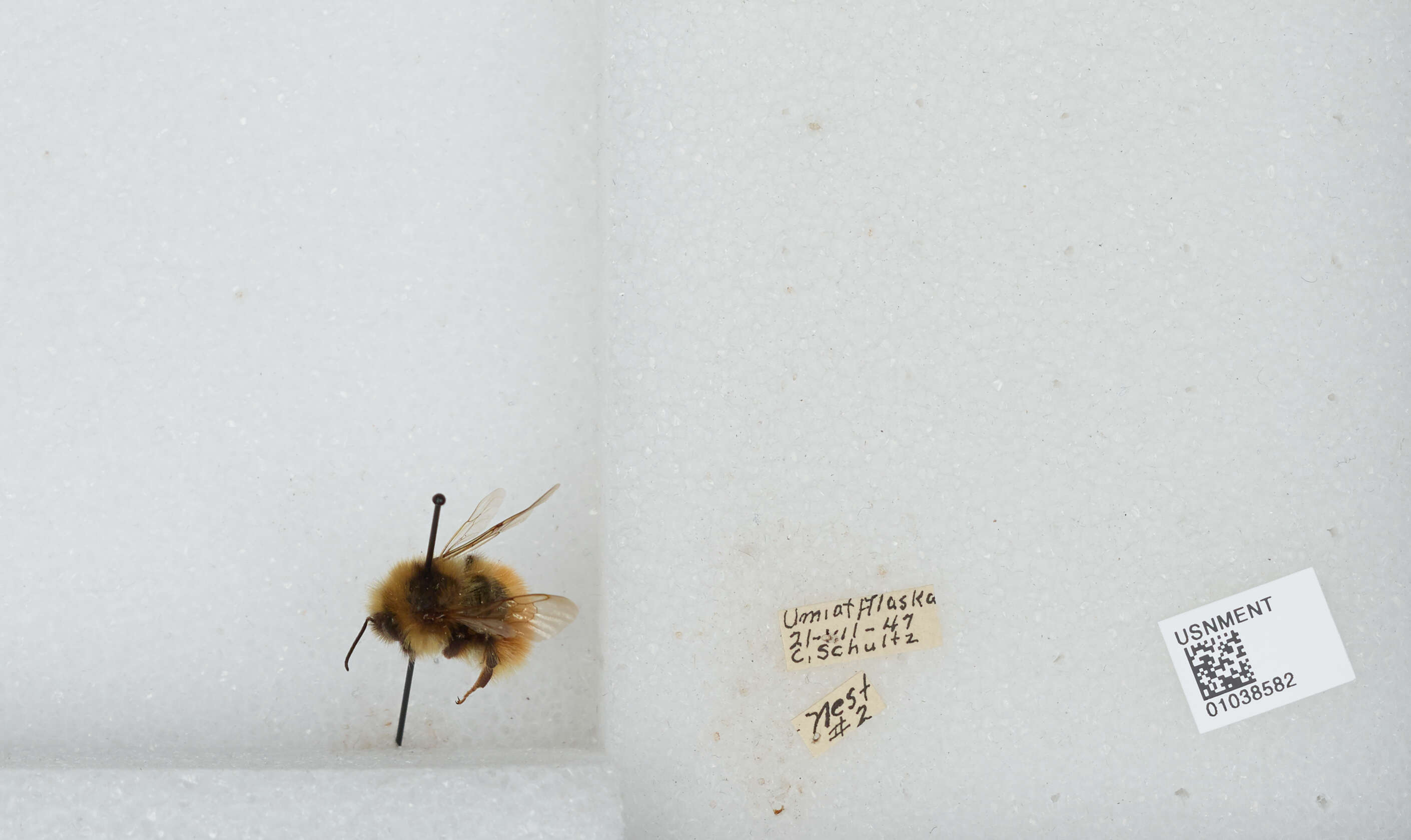 Image de Bombus sylvicola Kirby 1837