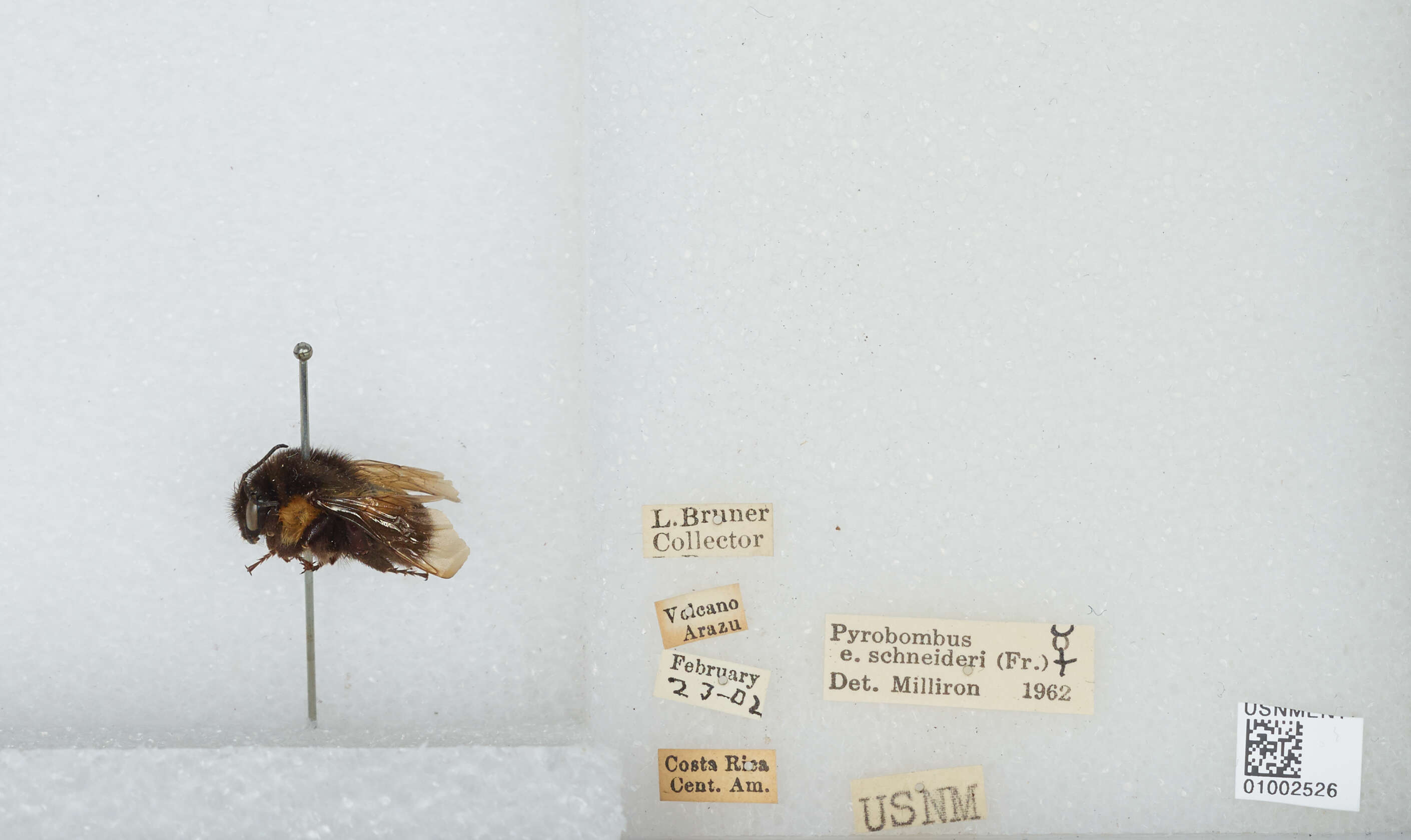 Bombus ephippiatus Say 1837 resmi