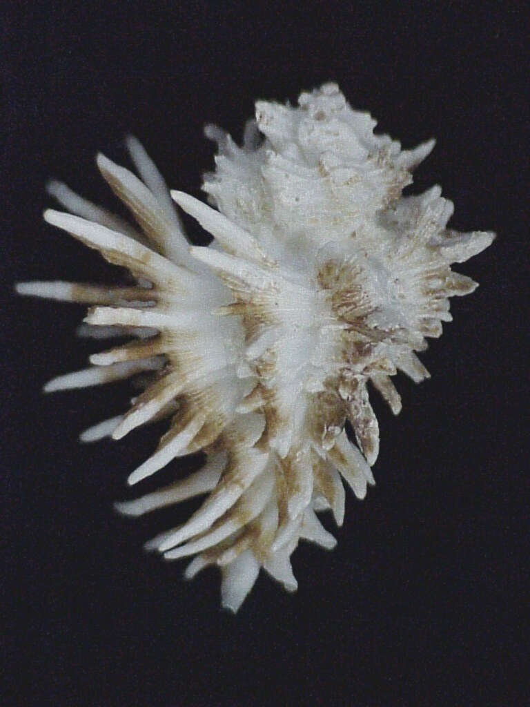 Image of Homalocantha oxyacantha (Broderip 1833)