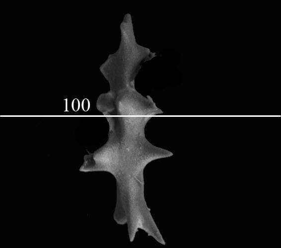 Image of Hemicorallium regale (Bayer 1956)