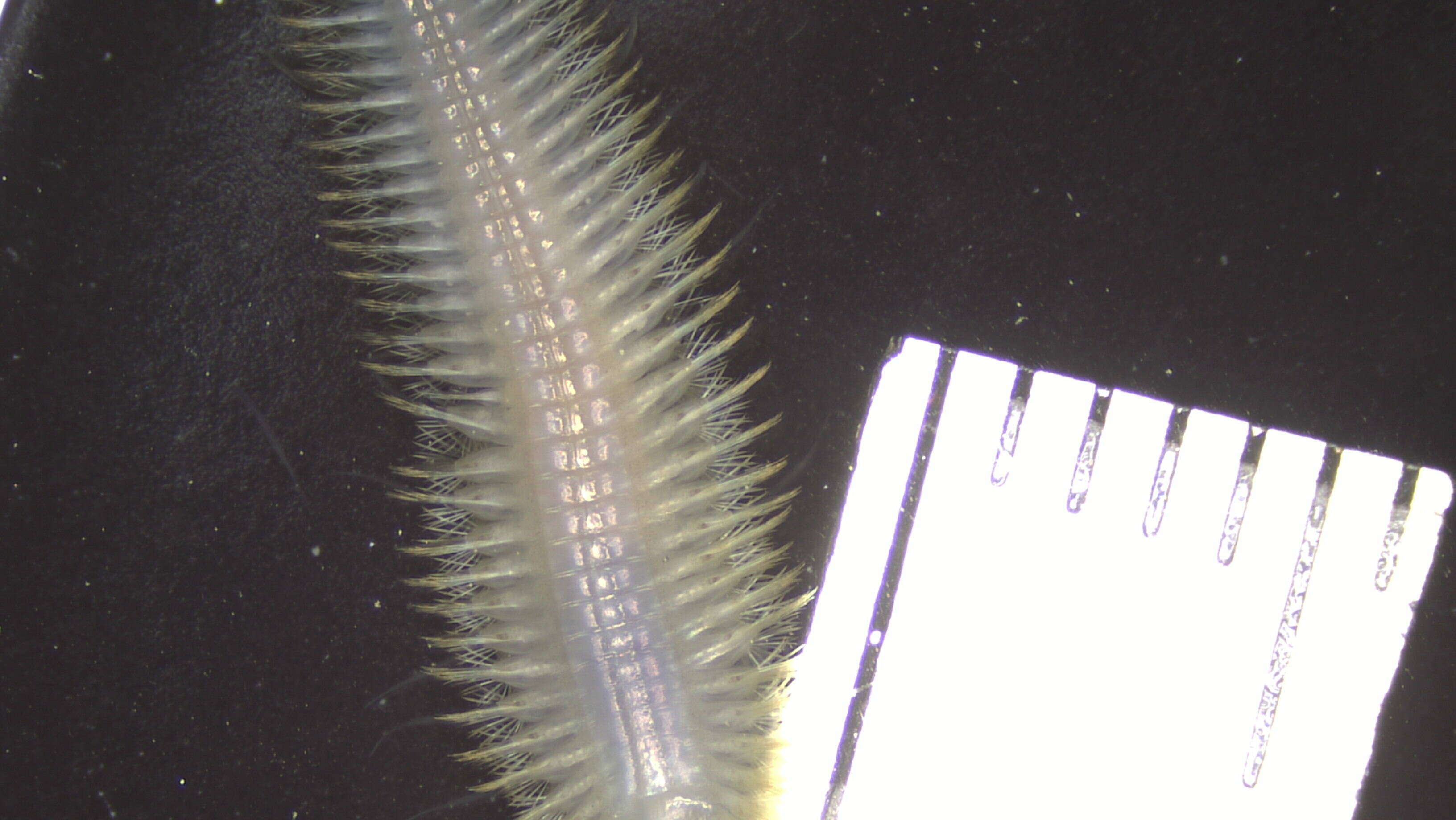 Image of Polynoidae