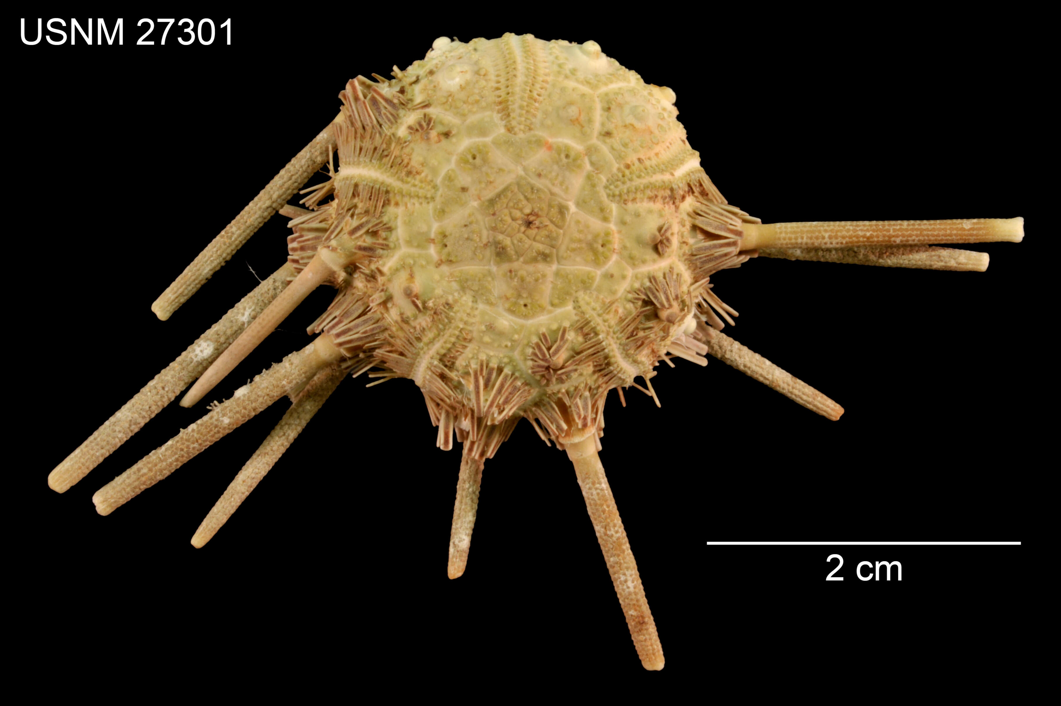 Image of Hesperocidaris dubia (H. L. Clark 1907)